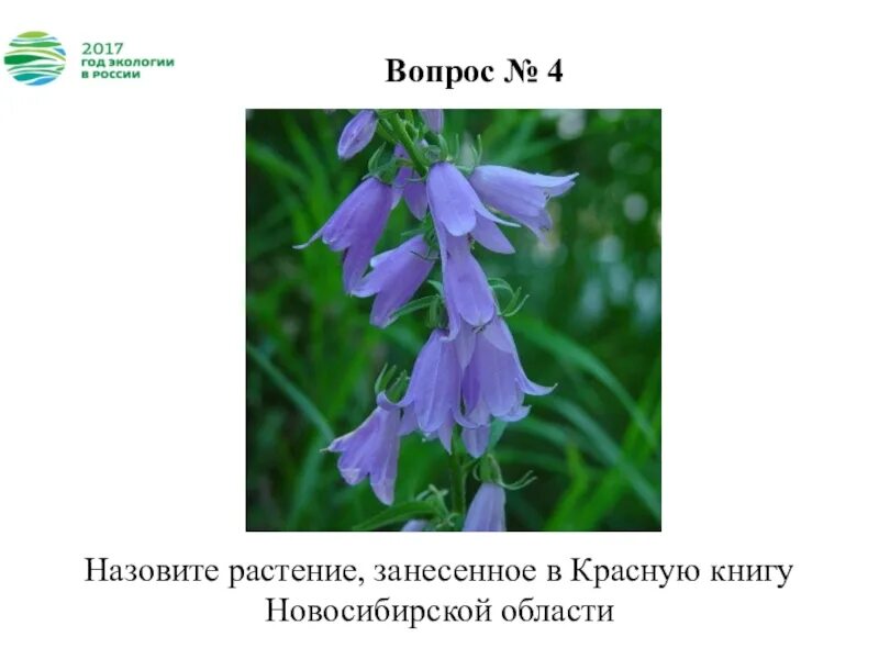 Колокольчик занесен в красную. Растения красной книги колокольчик. Колокольчик занесен в красную книгу России. Колокольчик цветок занесенный в красную книгу. Колокольчик широколистный красная книга.