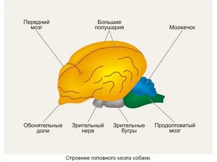 Передний мозг у млекопитающих какую функцию выполняет