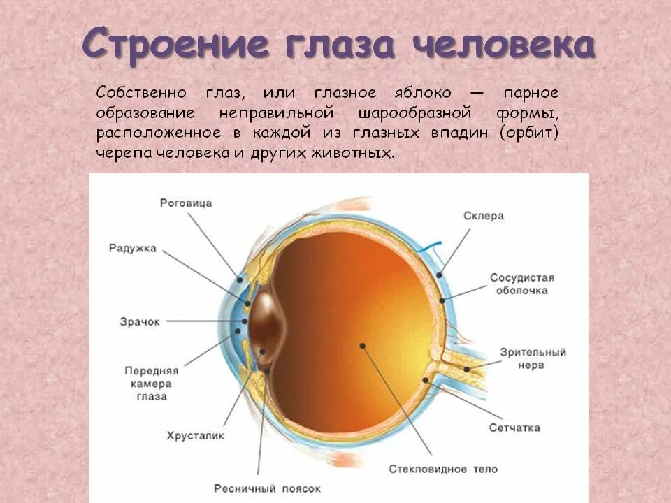 Элементы глаза. Схема строения глаза. Схема глазного яблока человека. Строение глаза человека схема. Строение глаза вид сбоку.