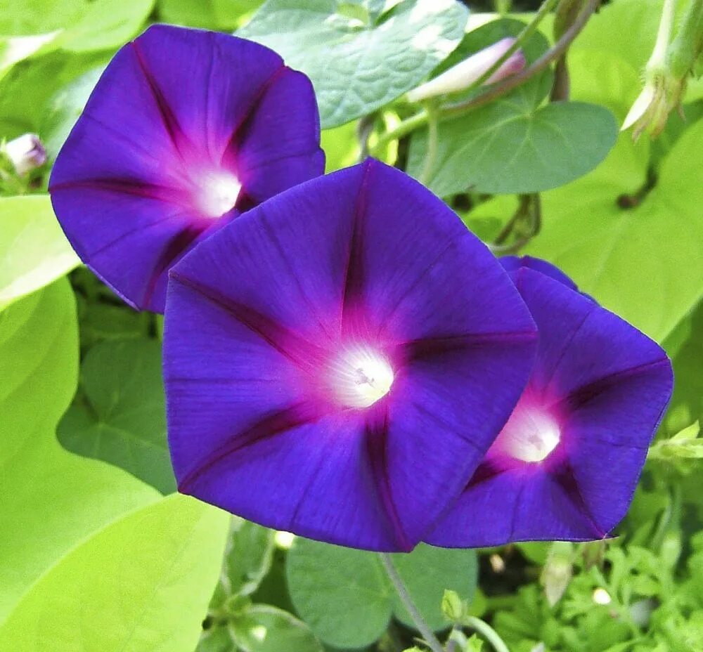 Как выглядит цветок ипомея трехцветный. Ипомея пурпурная (Вьюнок). Ипомея Пикоти синяя. Ипомея Фарбитис. Вьюнок ипомея пурпуровая.