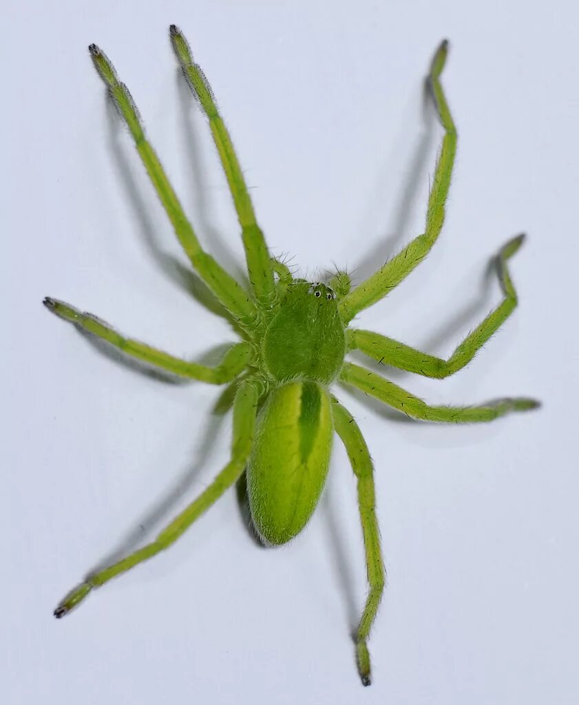tiny green spider Not sure what kind of spider this is. An. Flickr