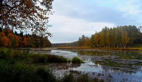 Абрамцево речка