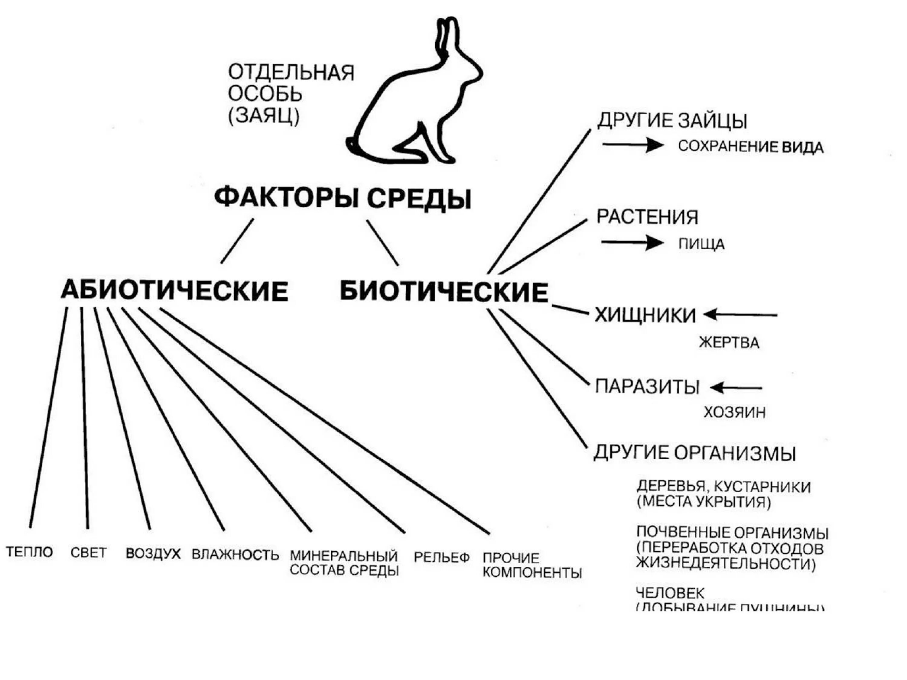 И в другие объекты например. Схема абиотических и биотических факторов. Биотические и абиотические факторы среды. Факторы окружающей среды биотические и абиотические. Абиотические факторы и биотические факторы.