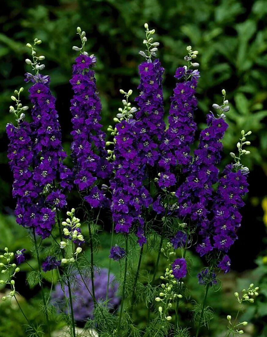 Шпорник дельфиниум. Дельфиниум консолида. Дельфиниум (Delphinium). Живокость шпорник.