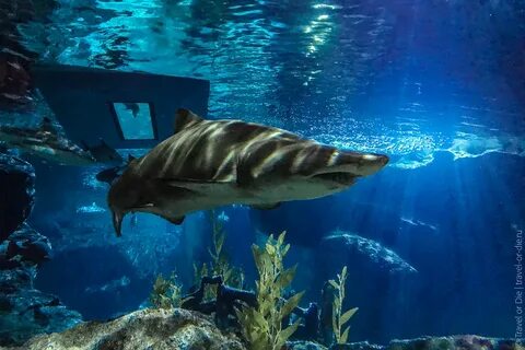 Ocean world