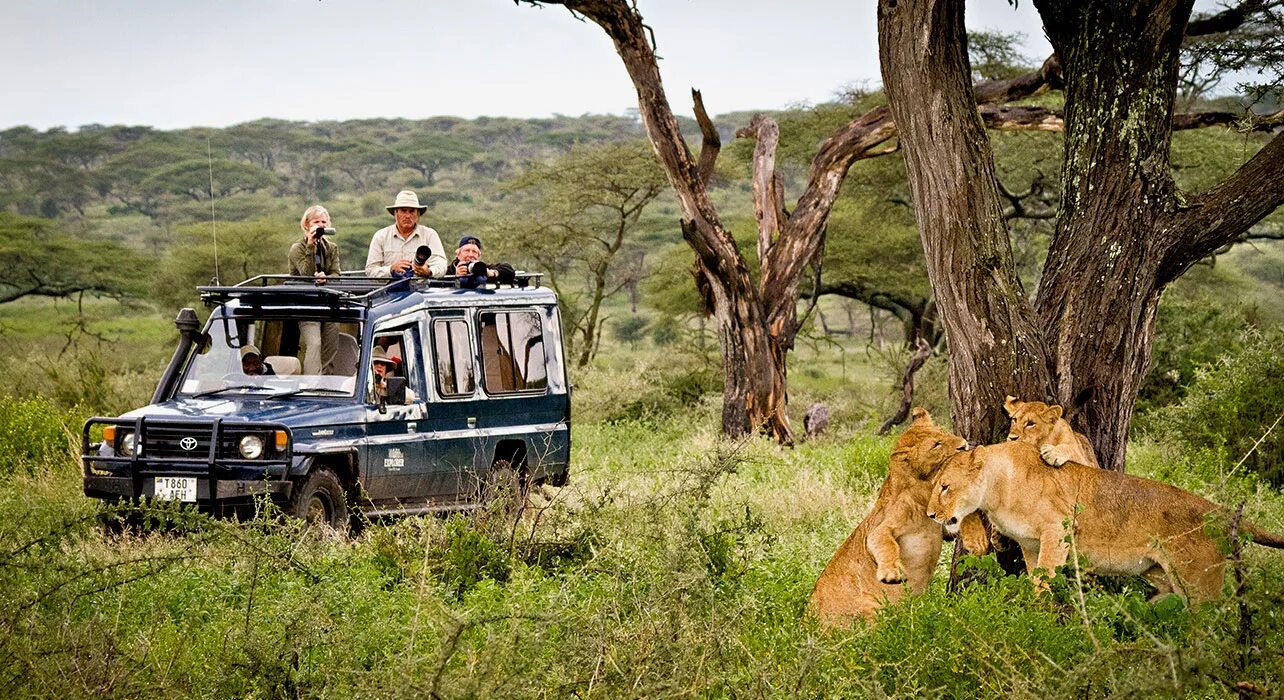 Africa safari. Джип сафари Занзибар. Национальный парк Серенгети Танзания. Танзания Занзибар сафари. Сафари парк Танзания.