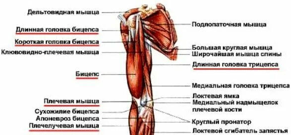 К чему крепится бицепс. Мышцы плеча передняя группа анатомия. Мышцы плеча передняя группа сгибатели. Схема мышц плеча и предплечья. Мышцы плечевого пояса и свободной верхней конечности человека.