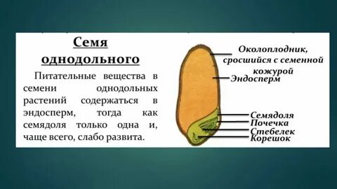Зародыш не содержит