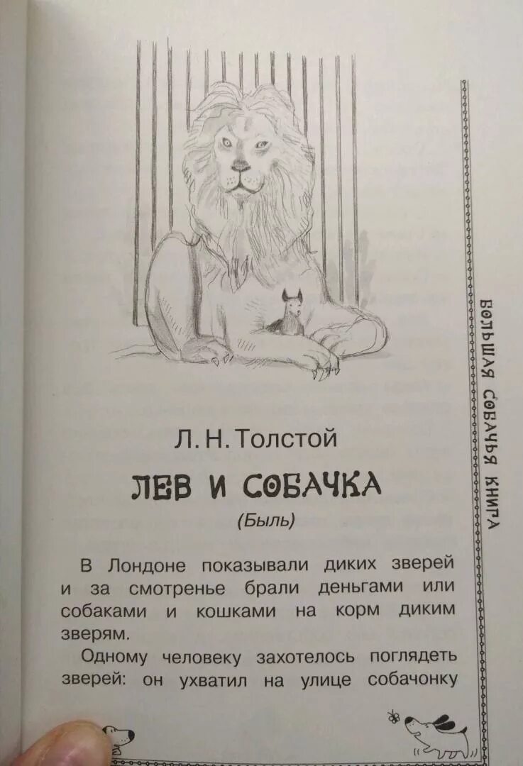 Толстой про собаку. Лев и собака рассказ. Рассказ рассказ Лев и собачка. Лев и собачка толстой быль. Анализ рассказа Лев и собачка.