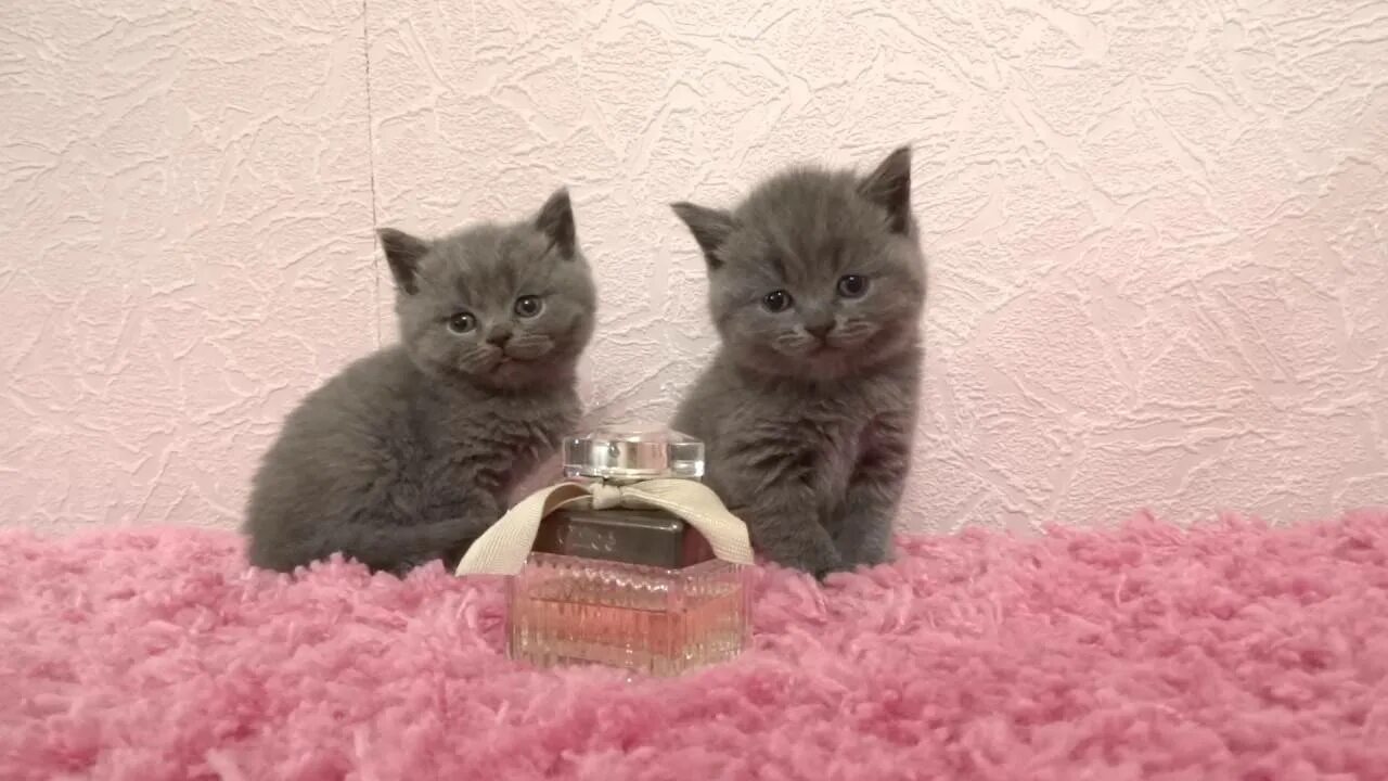 Как выглядит котенок в 1