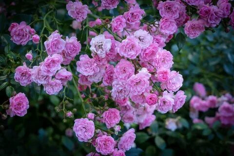 The flore rose