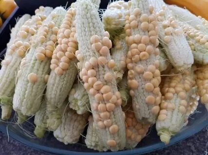Кукуруза земля