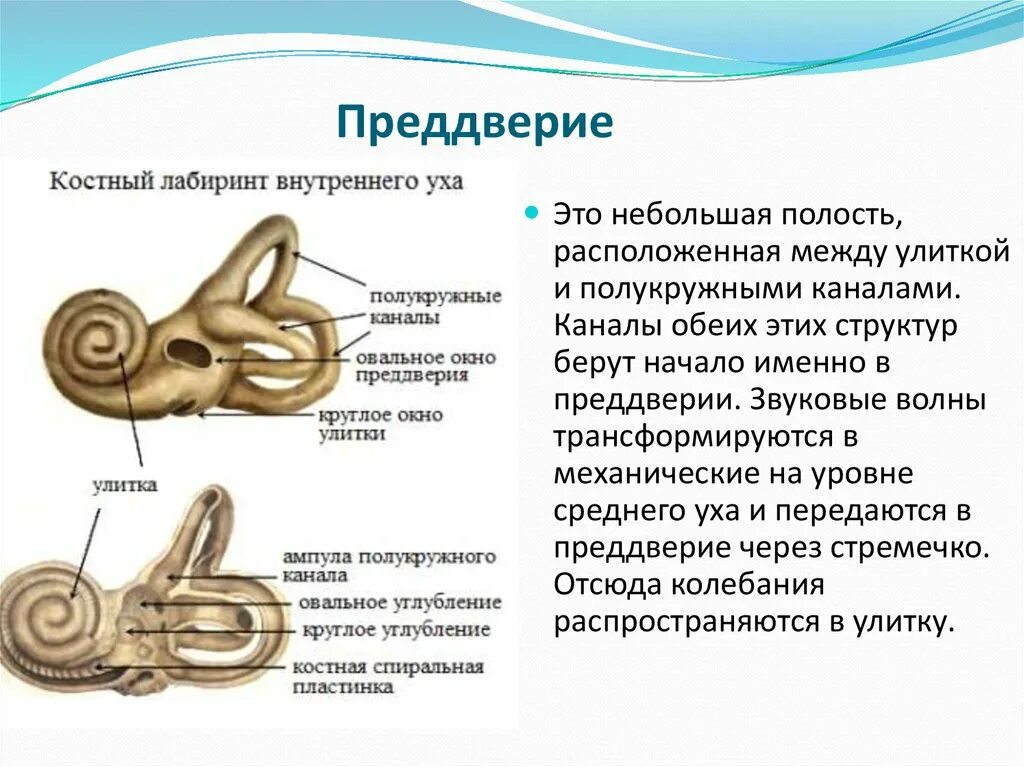 Три полукружных канала в ухе. Костный Лабиринт внутреннего уха преддверие. Строение костного Лабиринта преддверия. Внутреннее ухо улитка функции. Строение улитки внутреннего уха преддверие.