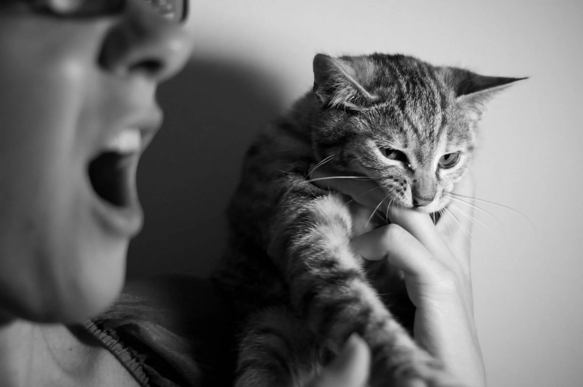 Cat bite