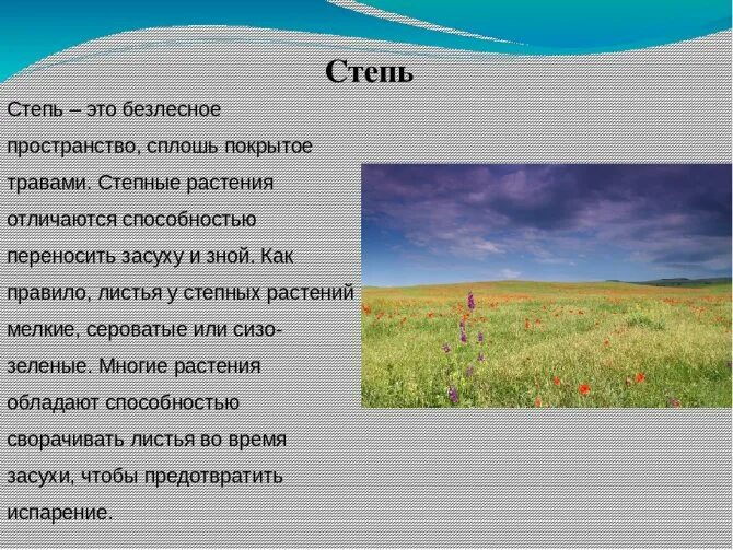 Природные зоны россии конспект урока. Степная зона России рассказ. Описание степи. Сообщение о степи. Природная зона степь описание.