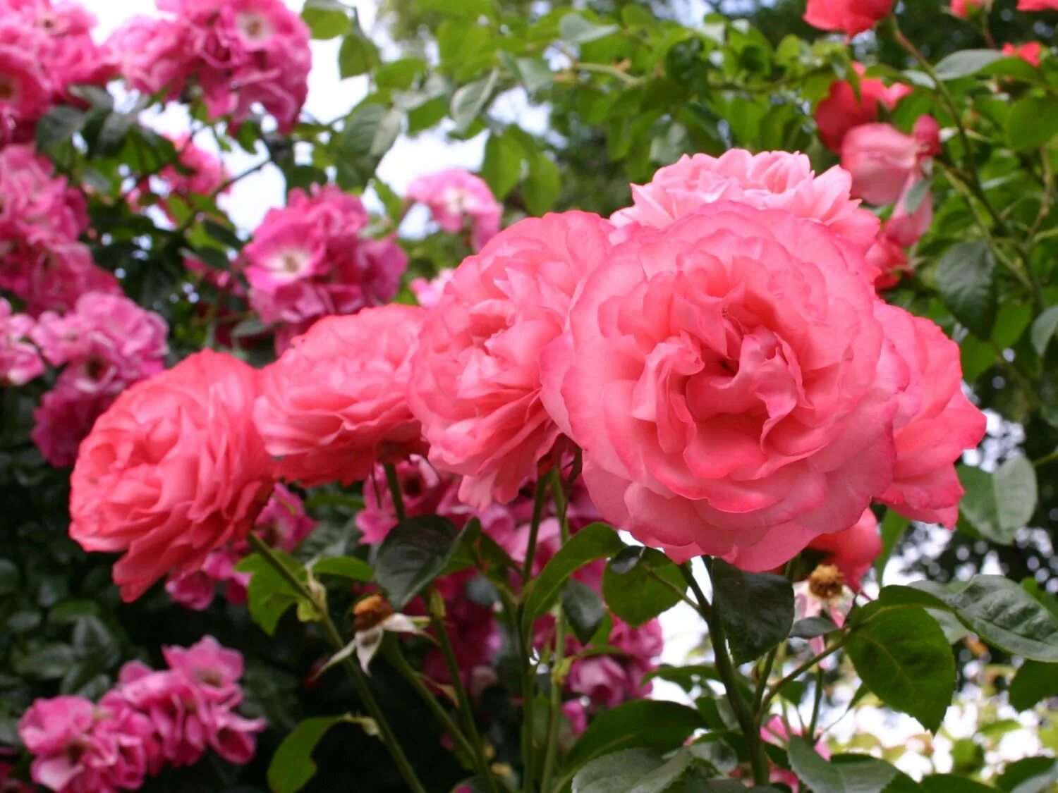 Rose rosanna - Rosanna ® Kordes Rosen spiel-spielzeug.de