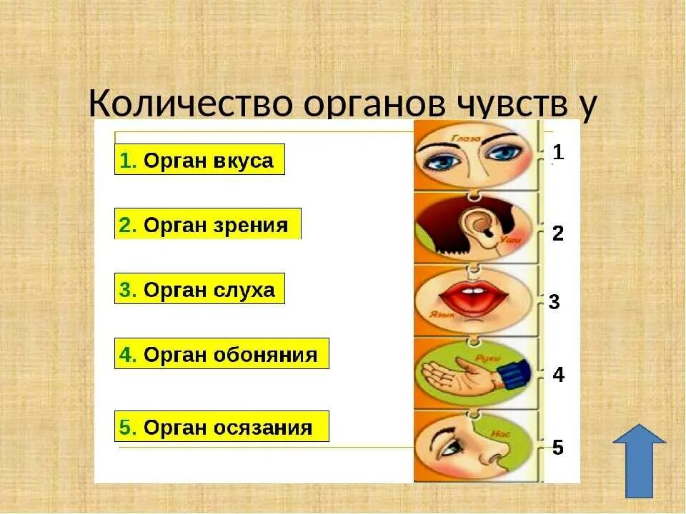 Два органы чувства. Органы чувств человека. Название органов чувств. Органы чувств схема. Органы чувств картинки.