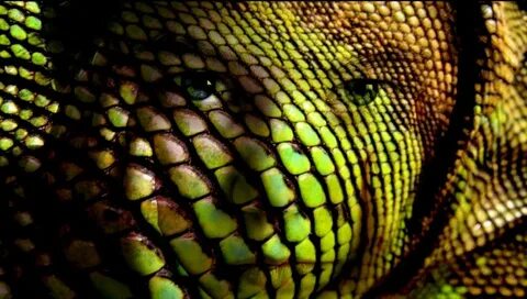Lizard skins