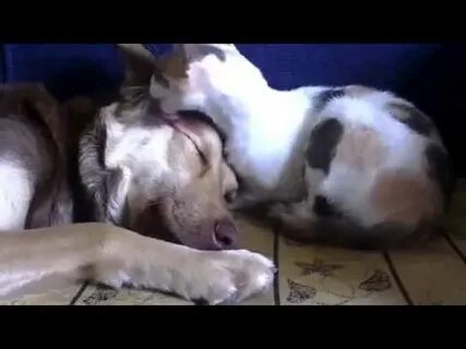Включи видео с котами и собаками