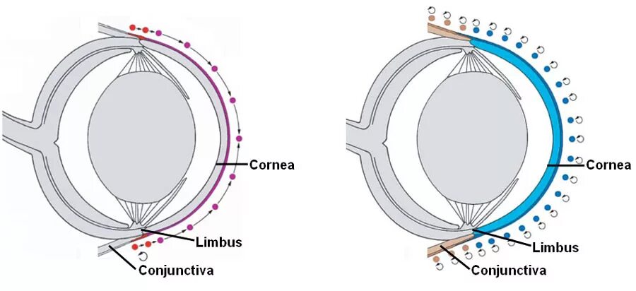 Limbus 3. Limbus company project moon. кромер лимбус. limbus companyльников. лимб круглый.