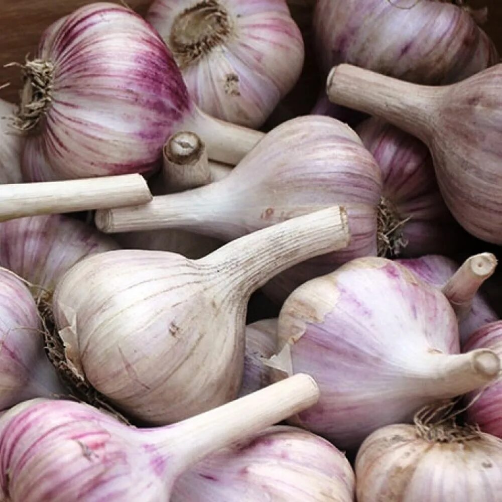 Фирма агрокомплекс им н и ткачева. Натуральные продукты чернушка. Хранение перги. Клюква большая. Чеснок озимый богатырь.