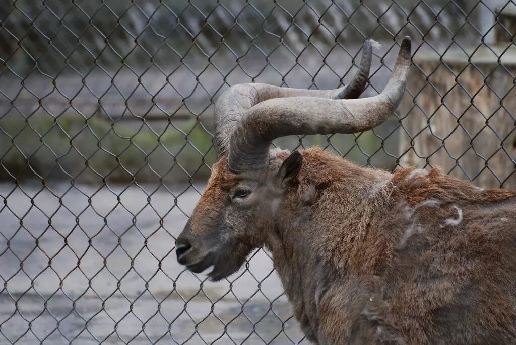 Дагестанский тур (Capra cylindricornis). Дагестанский горный козел. Дагестанский горный козел тур. Вымирающие животные Дагестана.