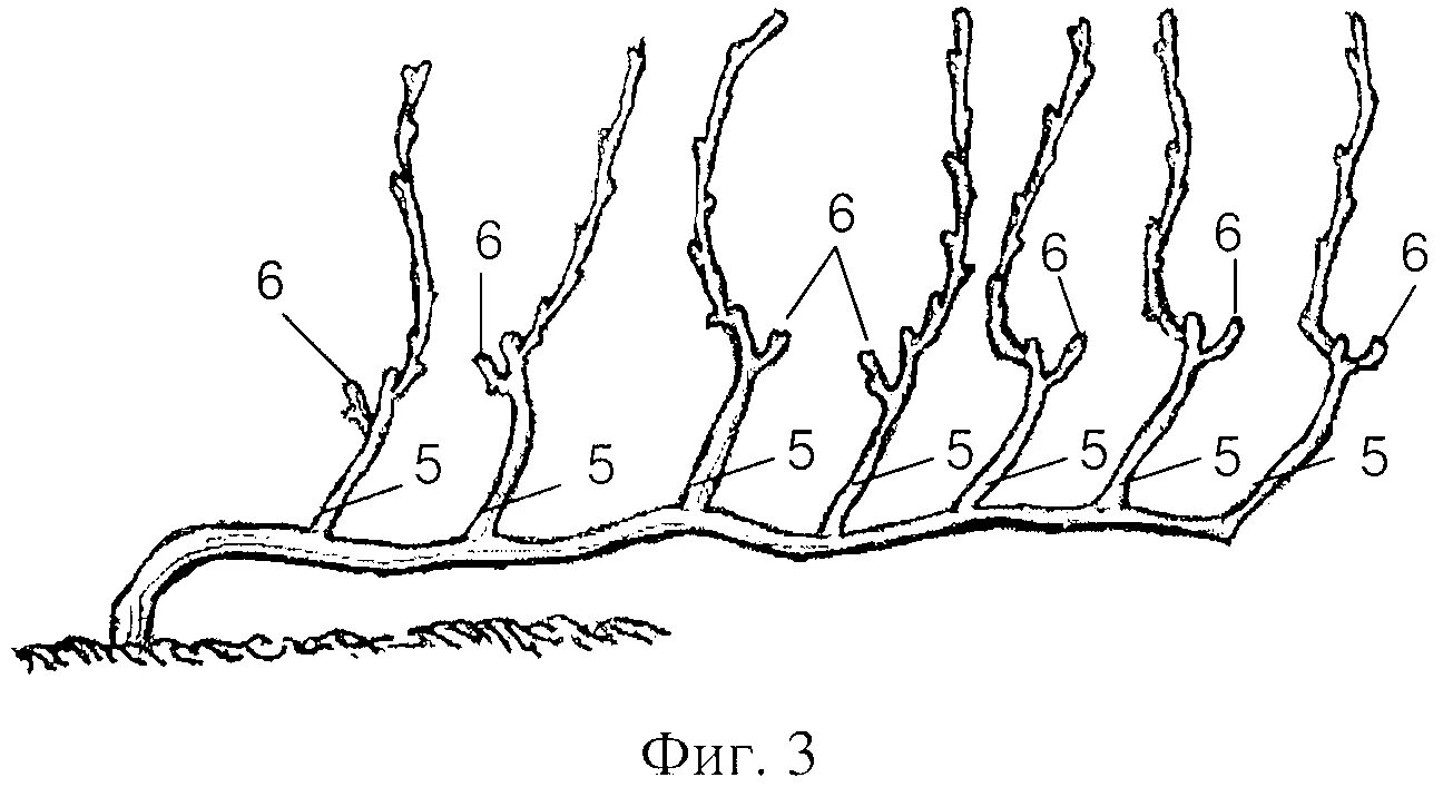 Схемы формировки куста винограда. Формировка куста винограда для начинающих. Схема формировки виноградного куста. Формировка кустов винограда.