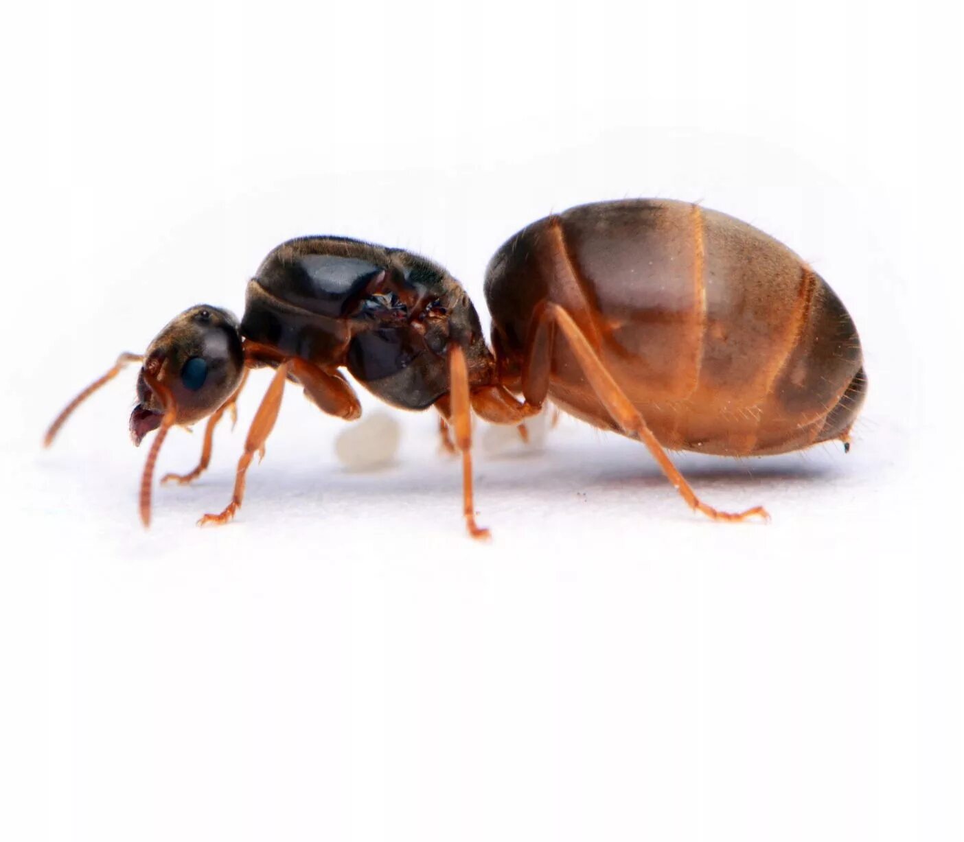 Королева кочевых муравьев. Как выглядит королева муравья. Муравьи лазиус флавус. Матка муравья. Lasius niger королева.