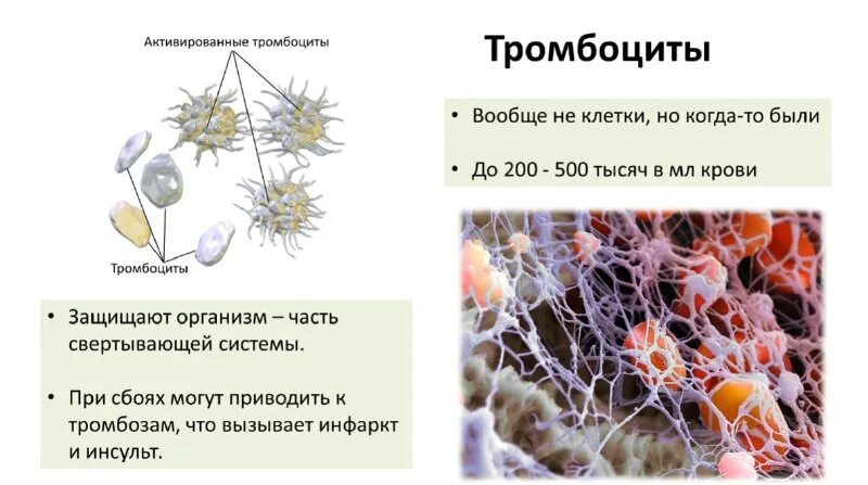 части ядра клетки. строение вакуолей растительных клеток. функции вакуолей в растительной клетке. зародышевый мешок (женский гаметофит) содержит. образование женского гаметофита у покрытосеменных растений.