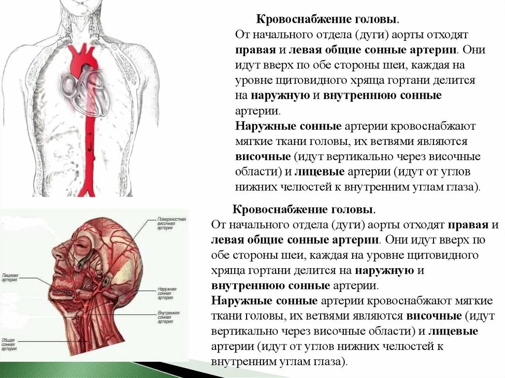 Аорты и ее отделы артерии головы шеи области кровоснабжения. Левая Сонная артерия кровоснабжает. Сонная артерия и аорта. Правая и левая Общие сонные артерии.