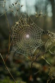 Spider s