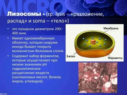 Какие структуры формируются при участии лизосом