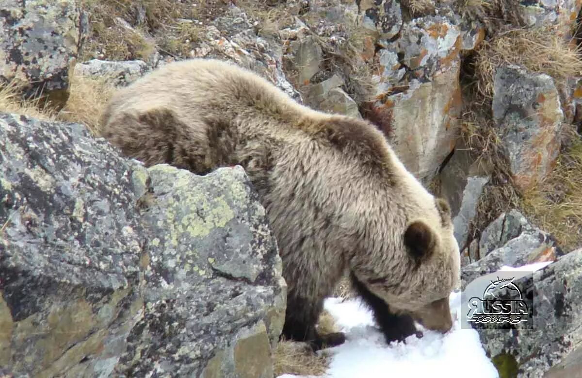 Сайлюгемский бурый медведь. Сайлюгемский национальный парк. Сайлюгемская популяция бурого медведя. Бурый медведь горного Алтая. Bear to think