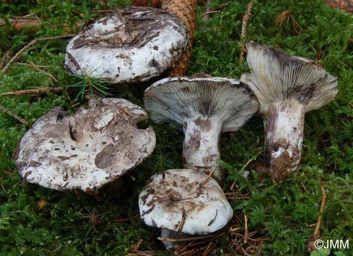 Подгруздок бело-чёрный (Russula albonigra): фотогалерея Природная галерея Фотога