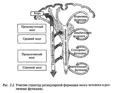 Формации головного мозга