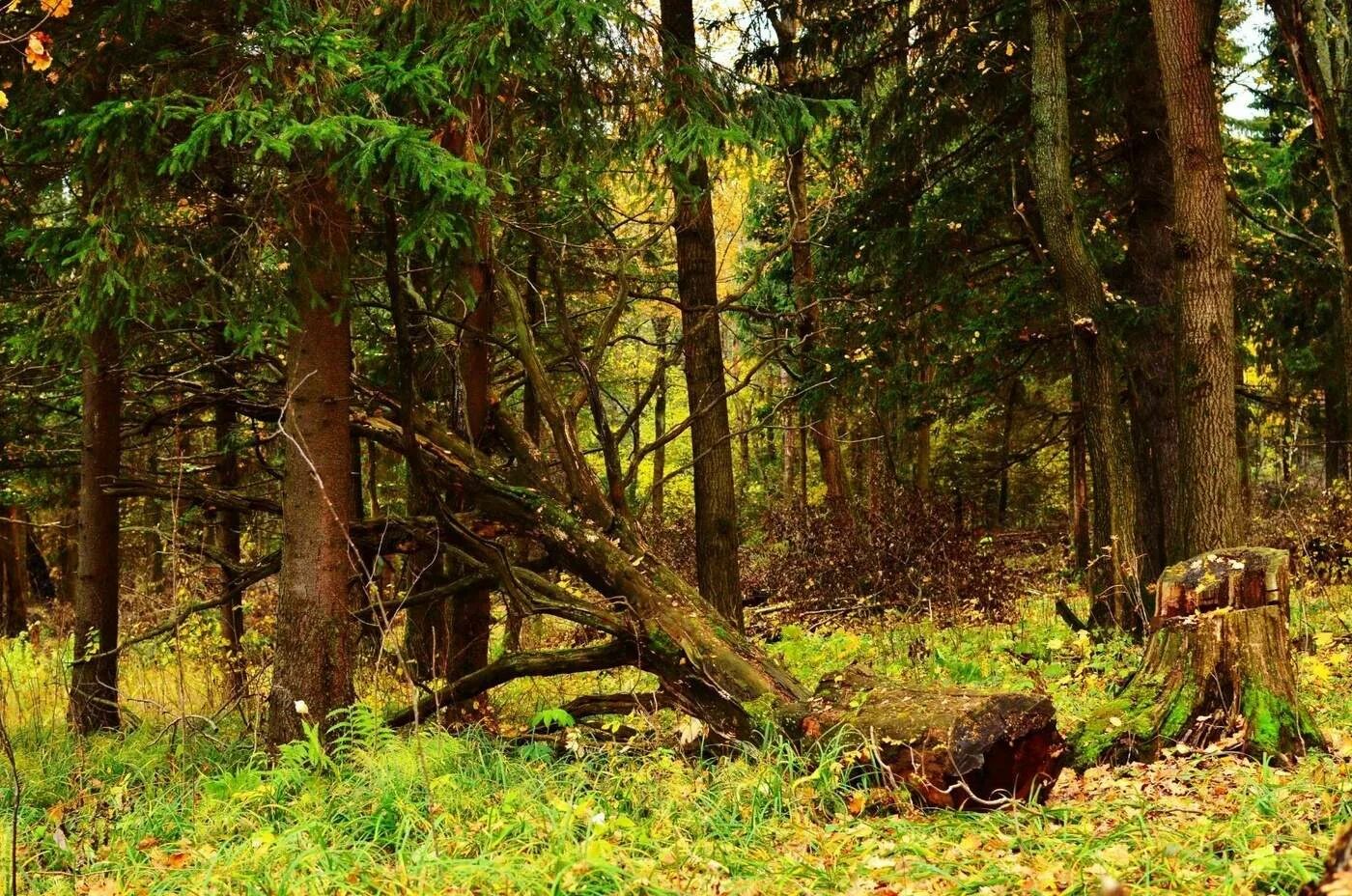 Поляна в чаще. Лесная поляна в дремучем лесу. дремучий бор. опушка дремучего леса. шишовский лес.