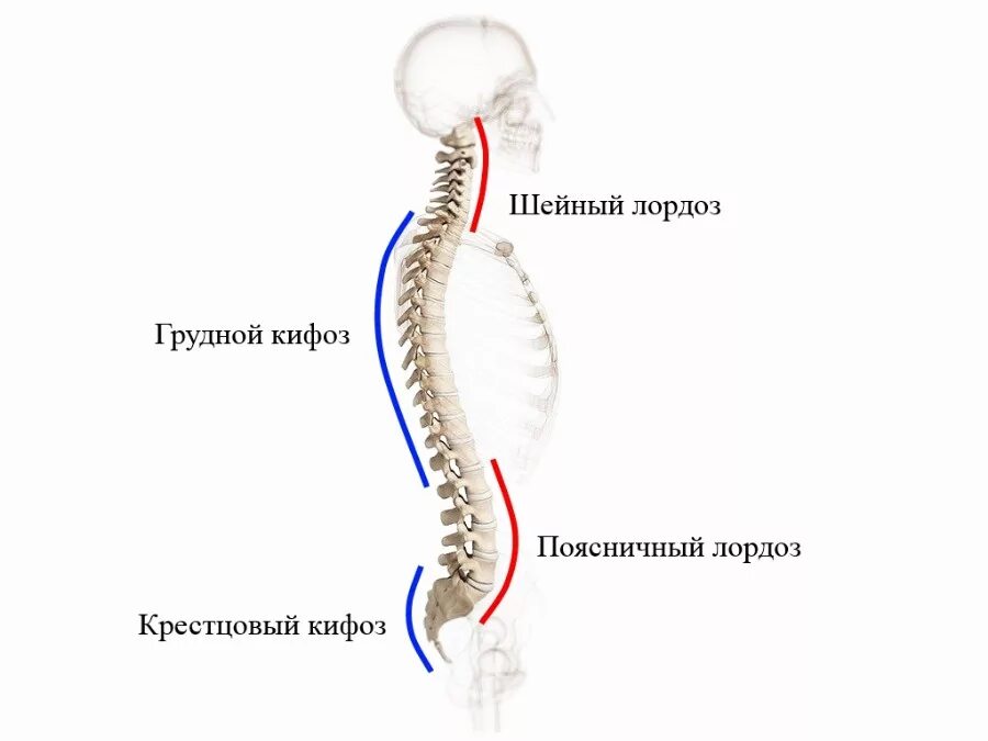 Изгиб кпереди. Позвоночник человека лордоз кифоз. Строение позвоночника лордоз кифоз. Шейный лордоз грудной кифоз поясничный лордоз крестцовый кифоз. Шейный лордоз грудной кифоз поясничный лордоз.