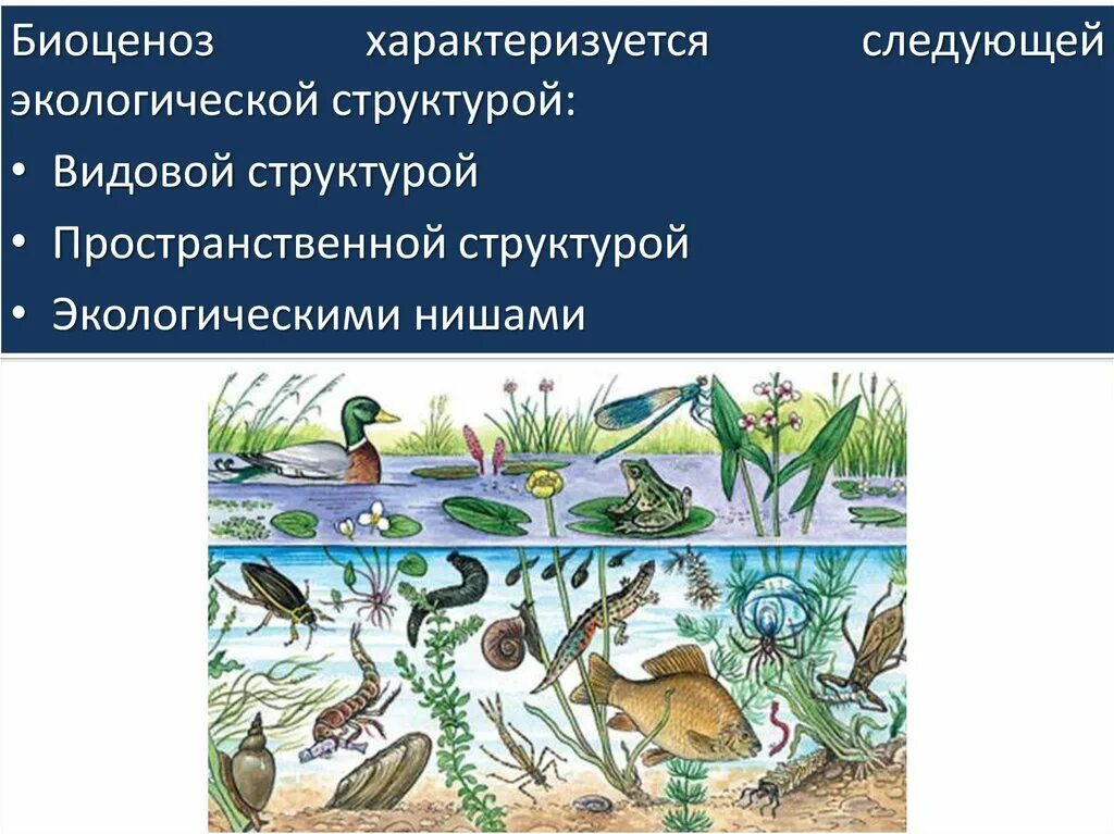 Видовая структура биоценоза. Пространственная структура биоценоза водоема. Видовое разнообразие биоценоза. Видовая структура биогеоценоза.