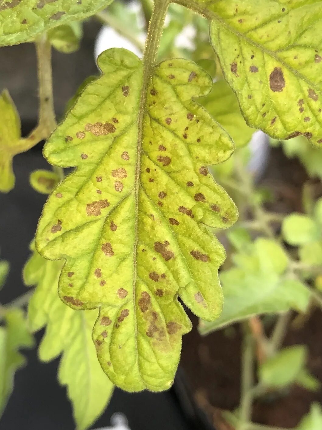 diagnosis - What pest is affecting my tomato plants? - Gardening & Landscaping S