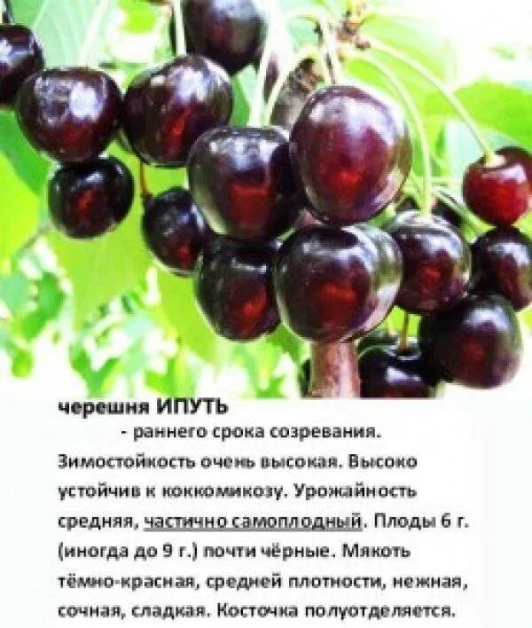 Черешня ипуть опылители сорта. Сорт черешни ипуть. саженцы черешня ипуть. черешня сорт овстуженка. черешня ипуть и ревна.