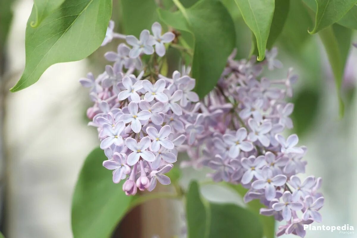 Сирень Syringa vulgaris. Сирень обыкновенная Катерина Хавемейер. Сирень гималайская. Сирень обыкновенная дерево. Поздняя сирени