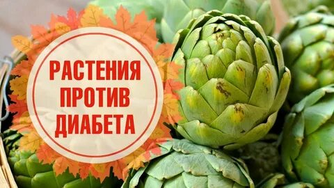 Цветок от сахарного диабета