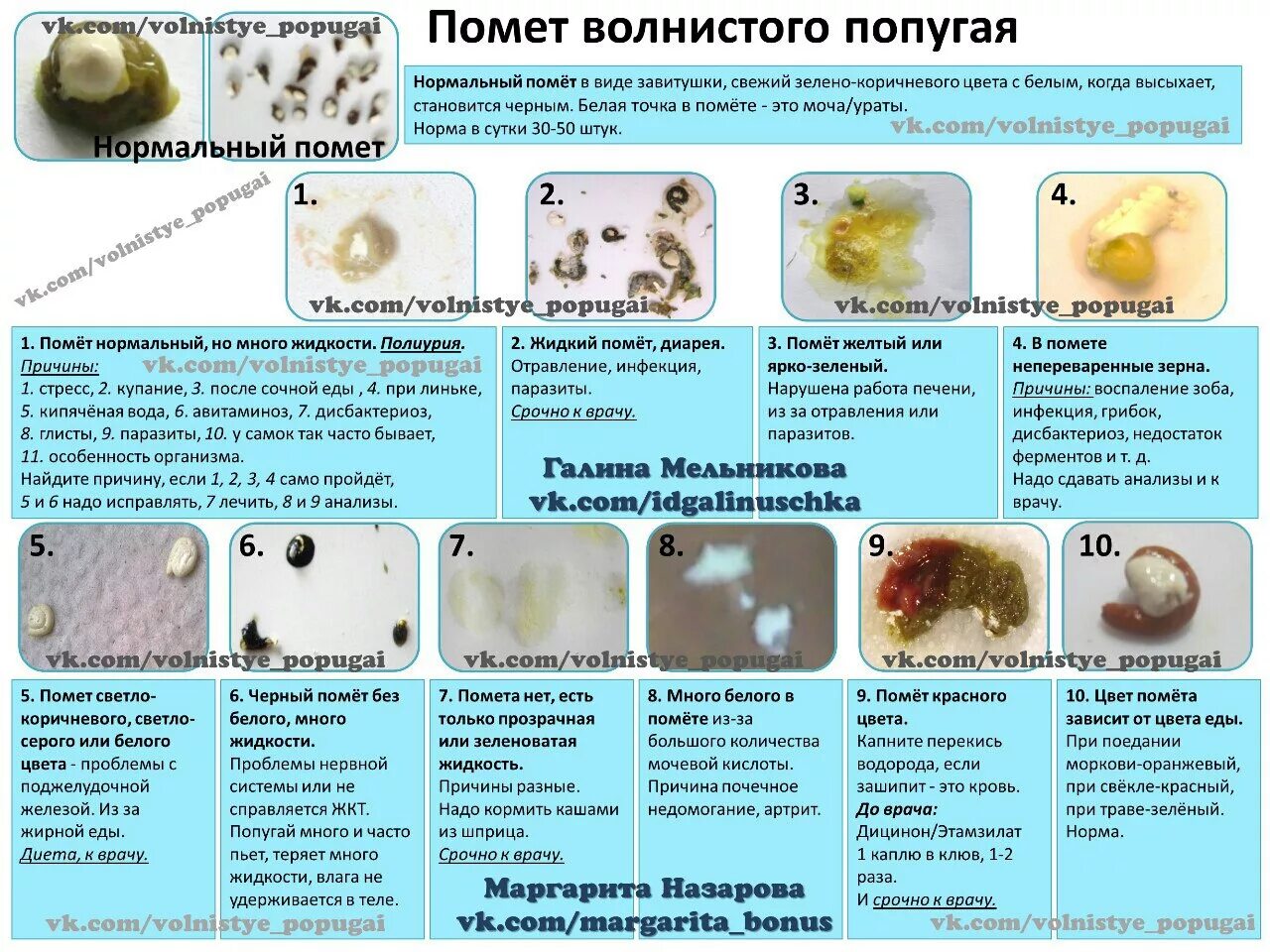 Попугай есть помет. Нормальный помёт у волнистого попугая. Как выглядит помет волнистого попугая. Нормальный кал волнистого попугая как выглядит. Как выглядит нормальный помет у волнистого попугая.