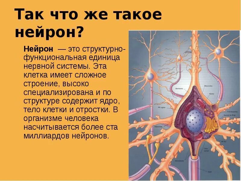Клетка нейрон строение. Нейроны головного мозга строение. строение нервной клетки синапс. синапс двигательного нейрона. строение нейрона.