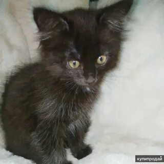 Котята чебоксары