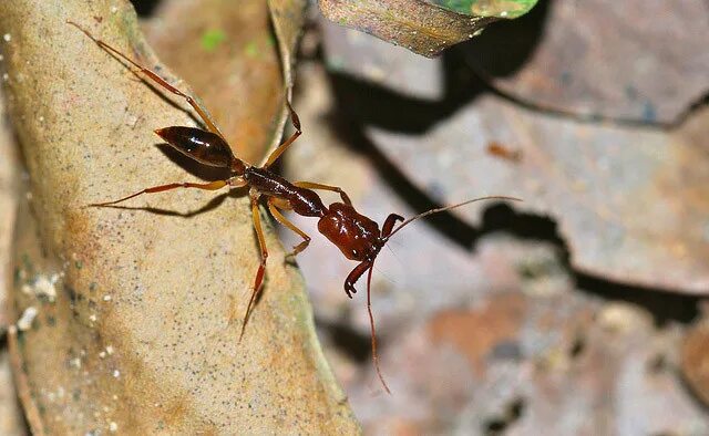 Saltator муравей. Harpegnathos Saltator. Odontomachus rixosus. Harpegnathos Saltator матка.