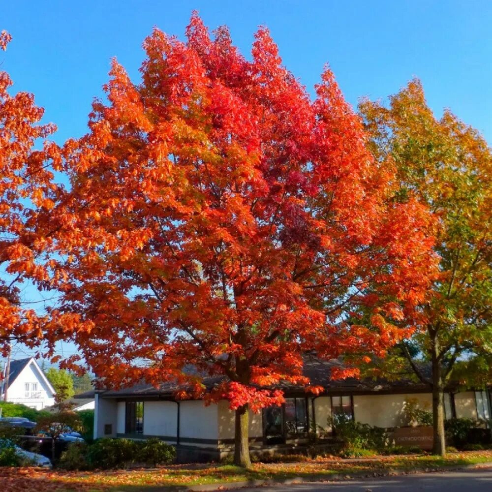 Red heights. Дуб красный Quercus rubra. Дуб красный, Северный Quercus rubra. Канадский остролистный дуб. Дуб канадский краснолистный.