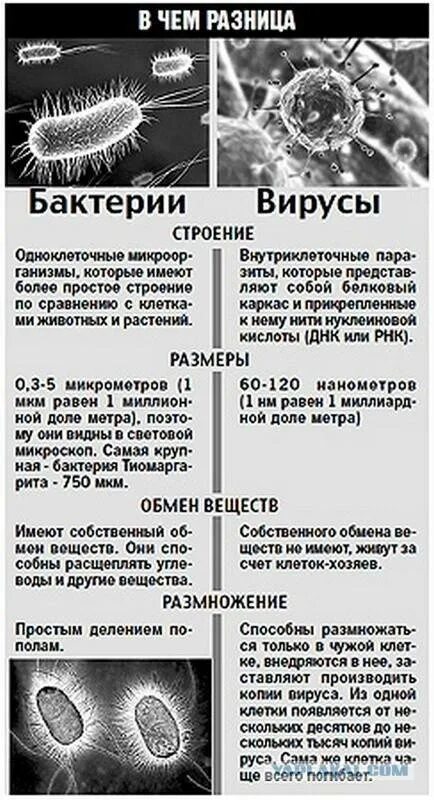 Отличие вируса от бактерии. Сравнительная характеристика вирусов и бактерий. Отличие вирусов от бактерий таблица. Разница между вирусом и бактерией. Бактерии отличия от низших