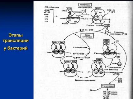 В процессе участвуют рибосомы