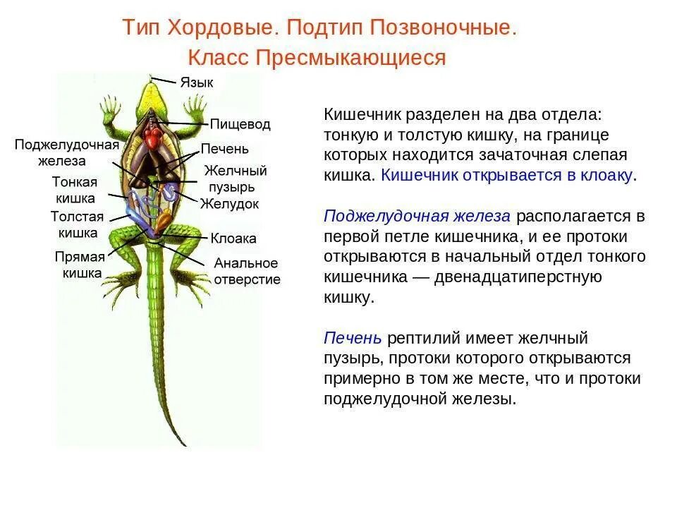 Строение многообразие и жизнедеятельность животных